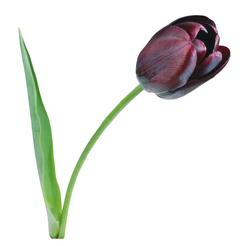 Тюльпан 1шт