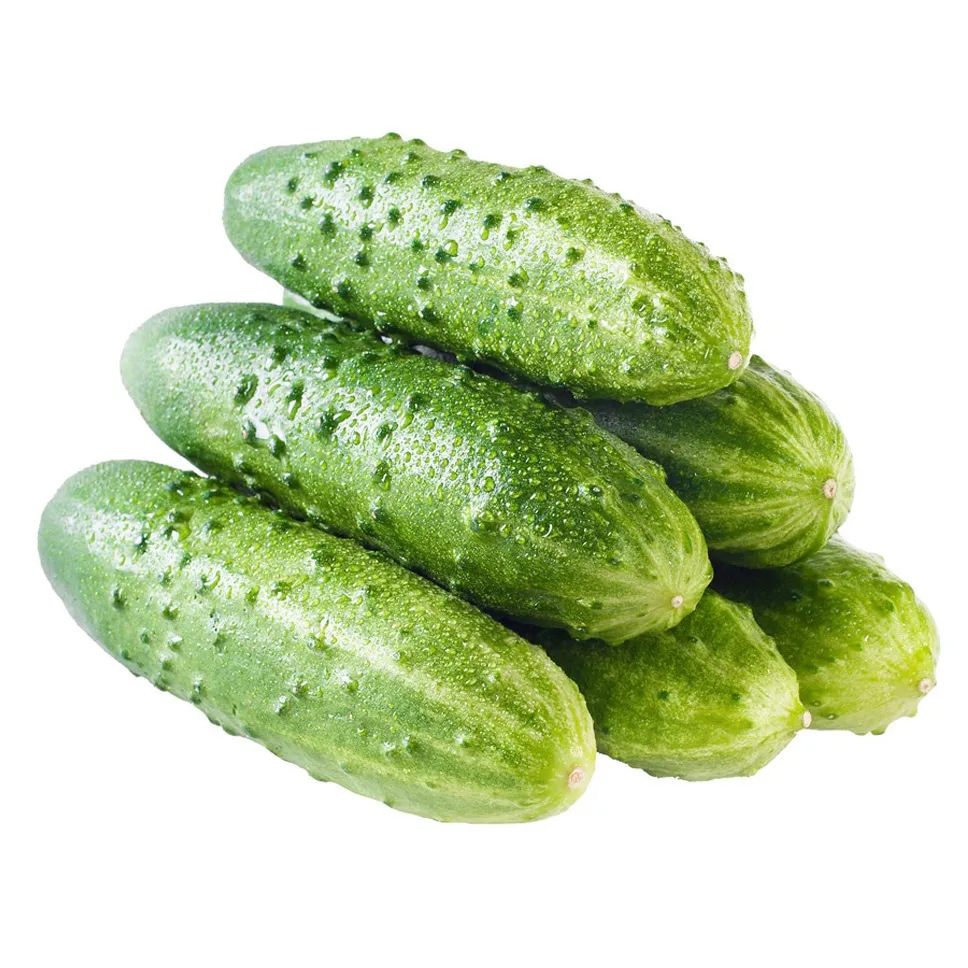 Огурцы тепличные