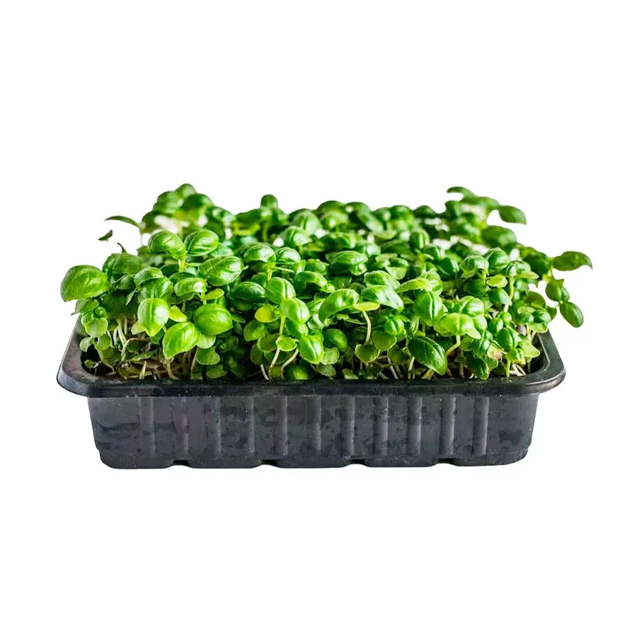 Микрозелень растущая пряная 100г