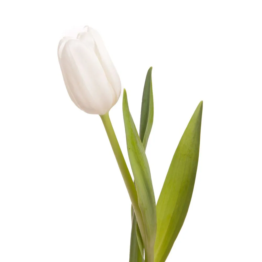 Тюльпан 1шт