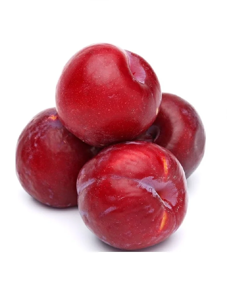 Слива красная